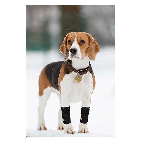 Dog Front Leg Braces and Support E416937
