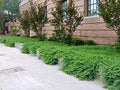 30 Live Plants Evergreen Ground Cover I2893