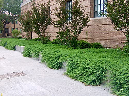 30 Live Plants Evergreen Ground Cover I2893