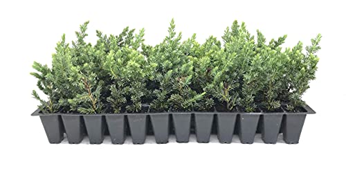 30 Live Plants Evergreen Ground Cover I2893
