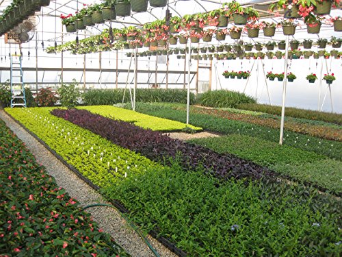 30 Live Plants Evergreen Ground Cover I2893