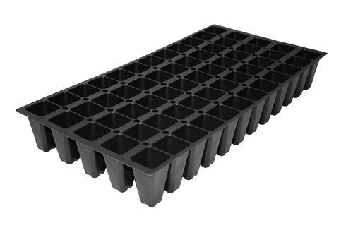 30 Live Plants Evergreen Ground Cover I2893