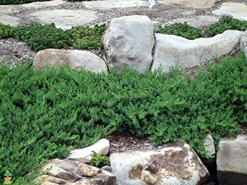 30 Live Plants Evergreen Ground Cover I2893