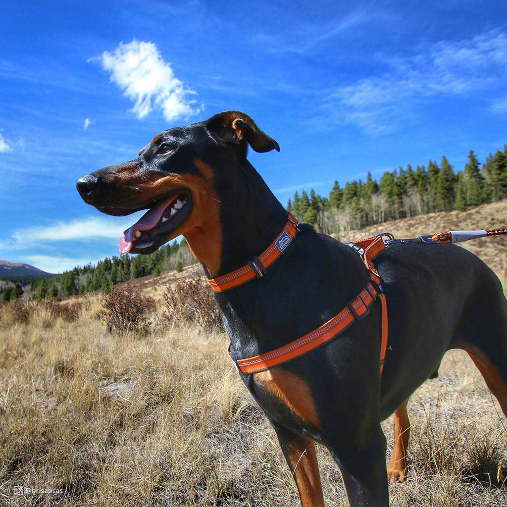 Reflective Adjustable Dog Collar Y8696