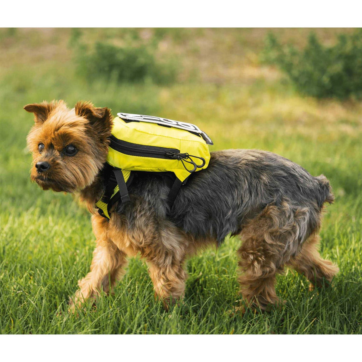 Pet Harness with Storage J556