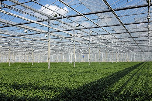 30 Live Plants Evergreen Ground Cover I2893
