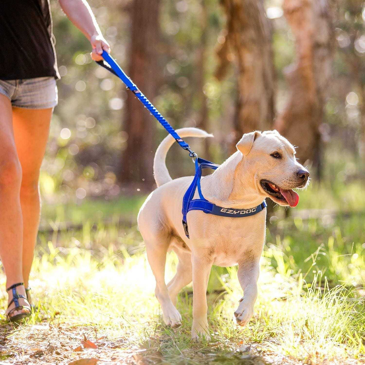 Dog Leash M767
